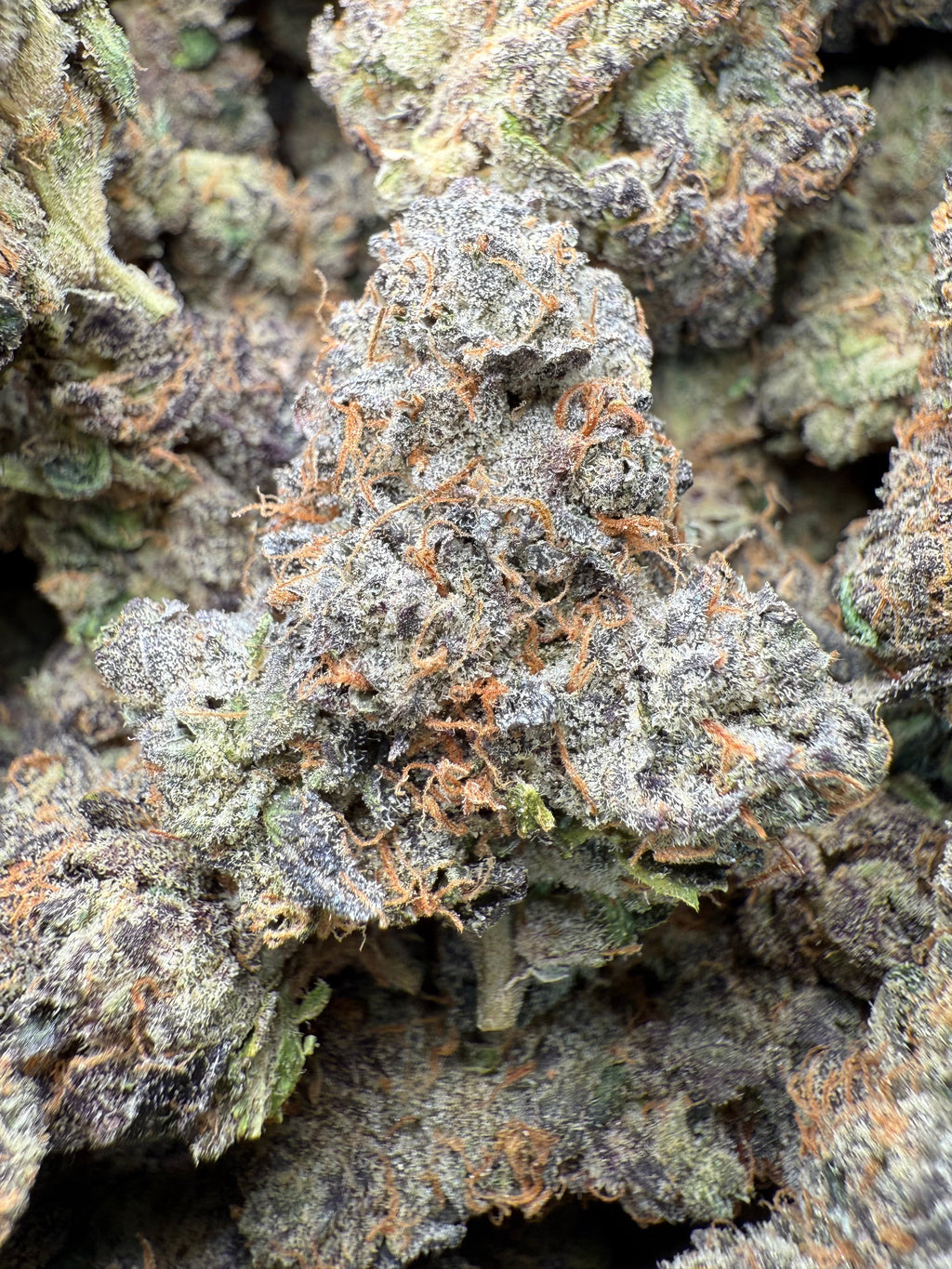 1 Pound - AAA Purple Pineapple Sherbet THCA Strain