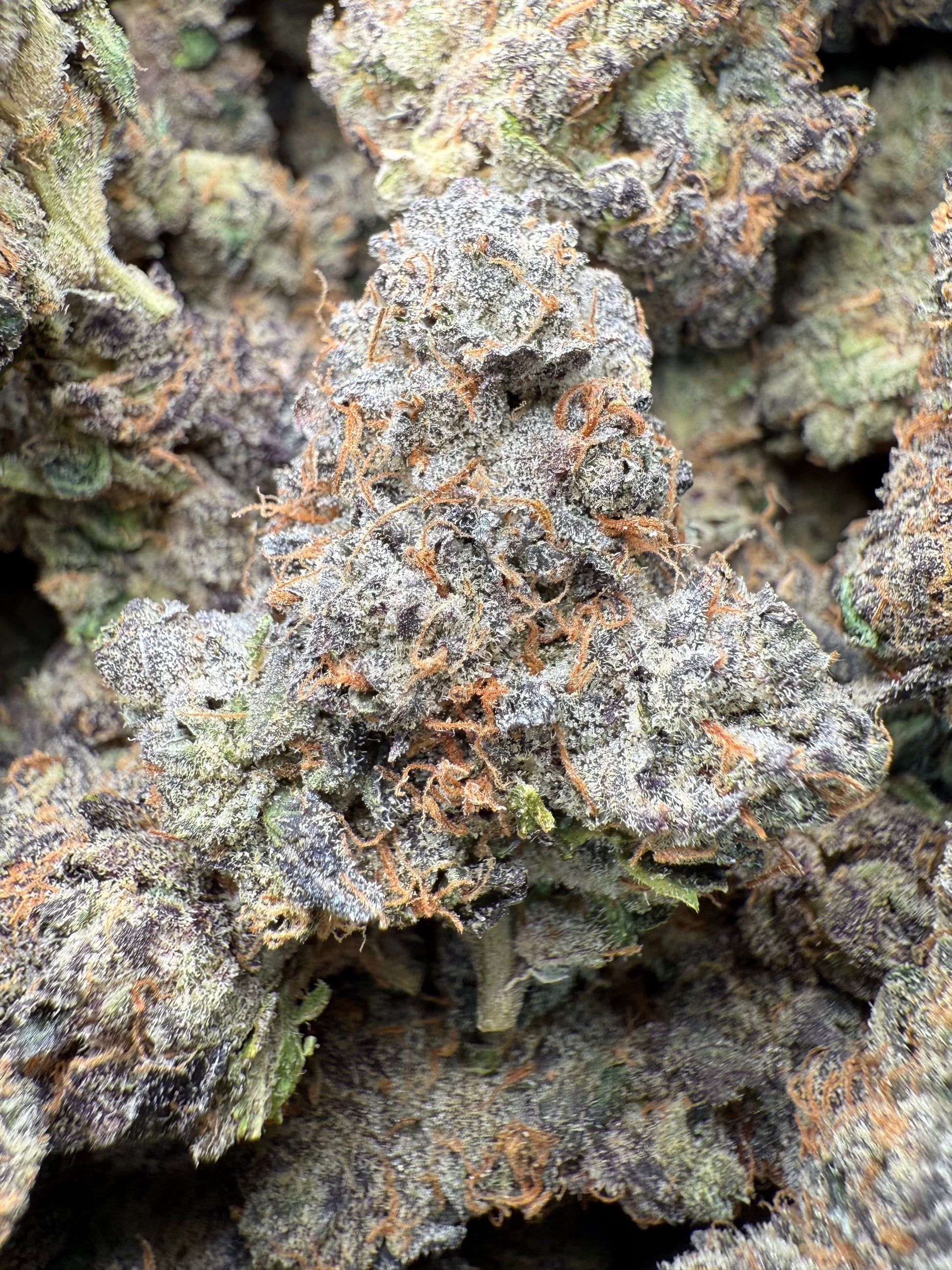 1 Pound - AAA Purple Pineapple Sherbet THCA Strain