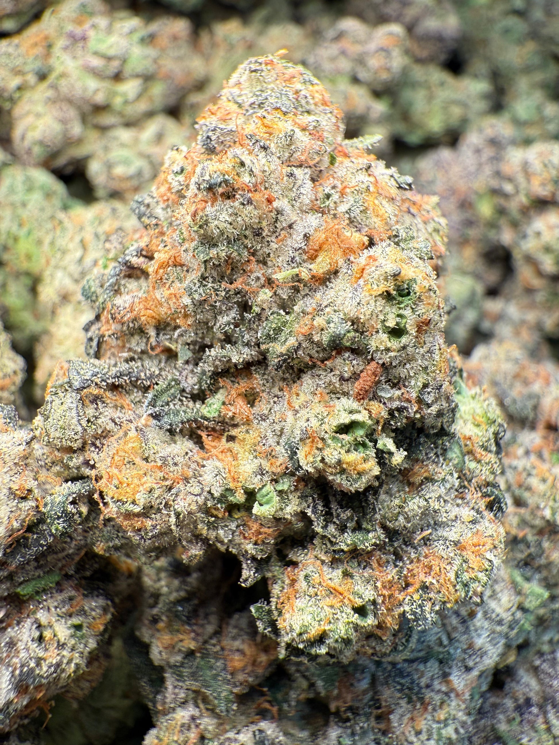 1 Pound – AAA Gas Face | Indoor THCA Flower | Loud & Gassy