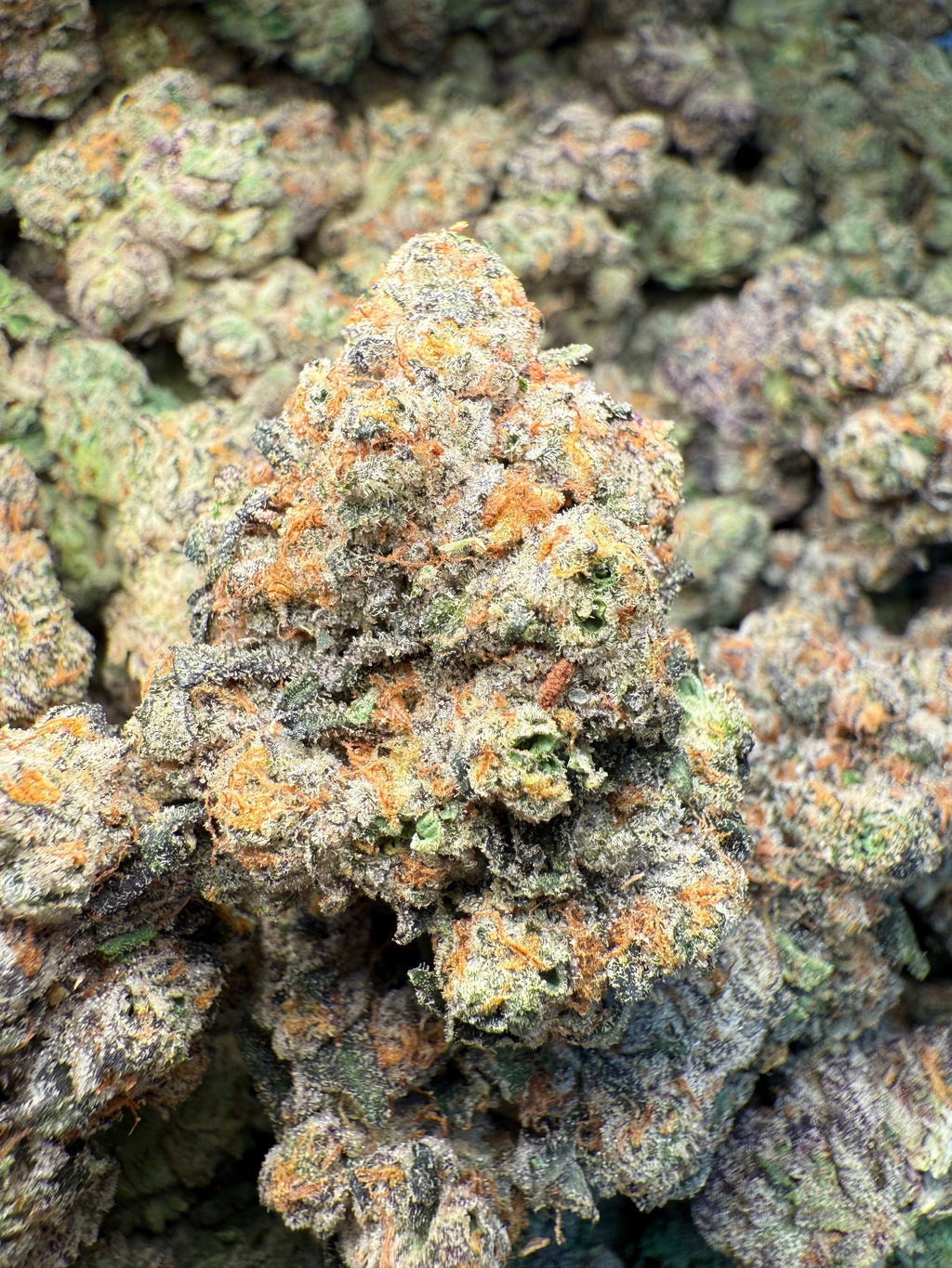 1 Pound – AAA Gas Face | Indoor THCA Flower | Loud & Gassy